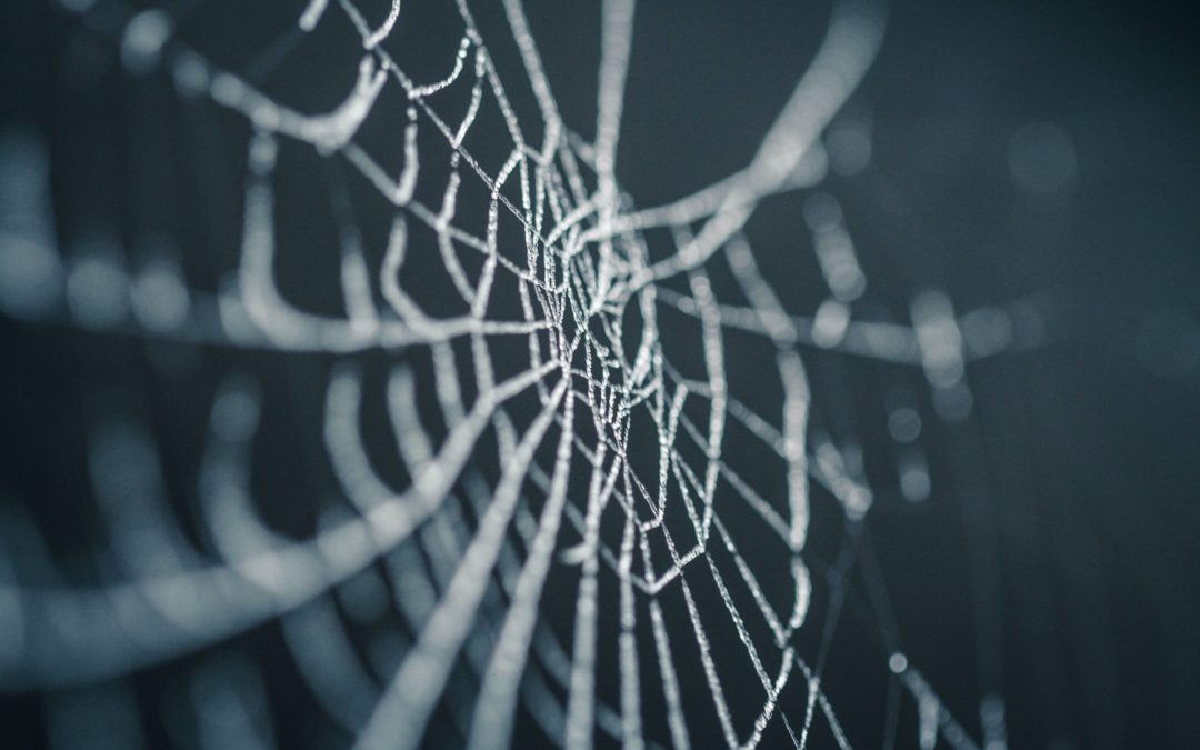 selective focus photography of spiderweb